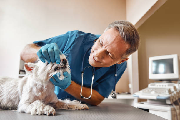 Best Same-Day Emergency Dentist in Fowler, MI
